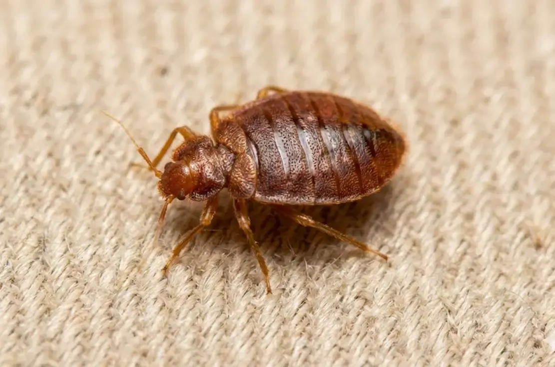 Voksen væggelus close-up